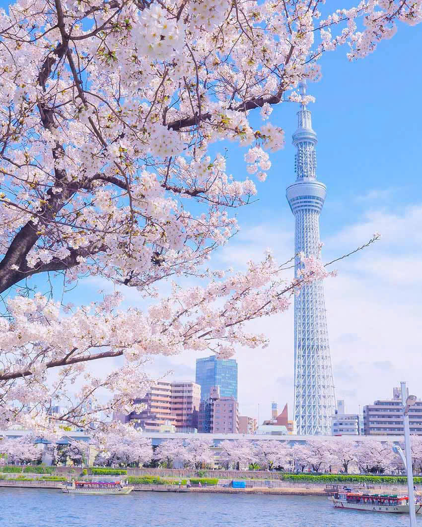 Tokyo - Núi Phú Sĩ - Công Viên Disneyland - Ảnh 3