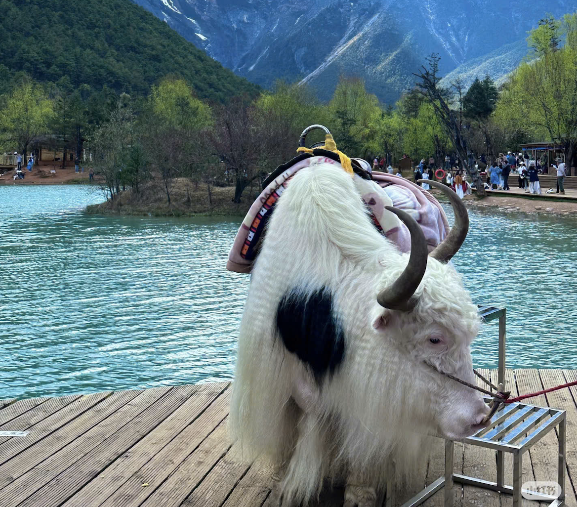 Cát Bi - Lệ Giang - Đại Lý - Shangrila - Ảnh 3