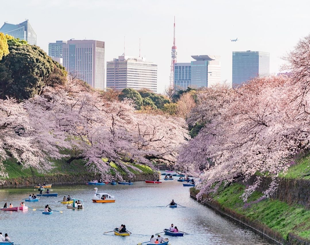 Mùa Hoa Anh Đào 2026 Tokyo - Phú Sĩ - Nagoya - Kyoto - Osaka (6N5Đ) - Ảnh 2