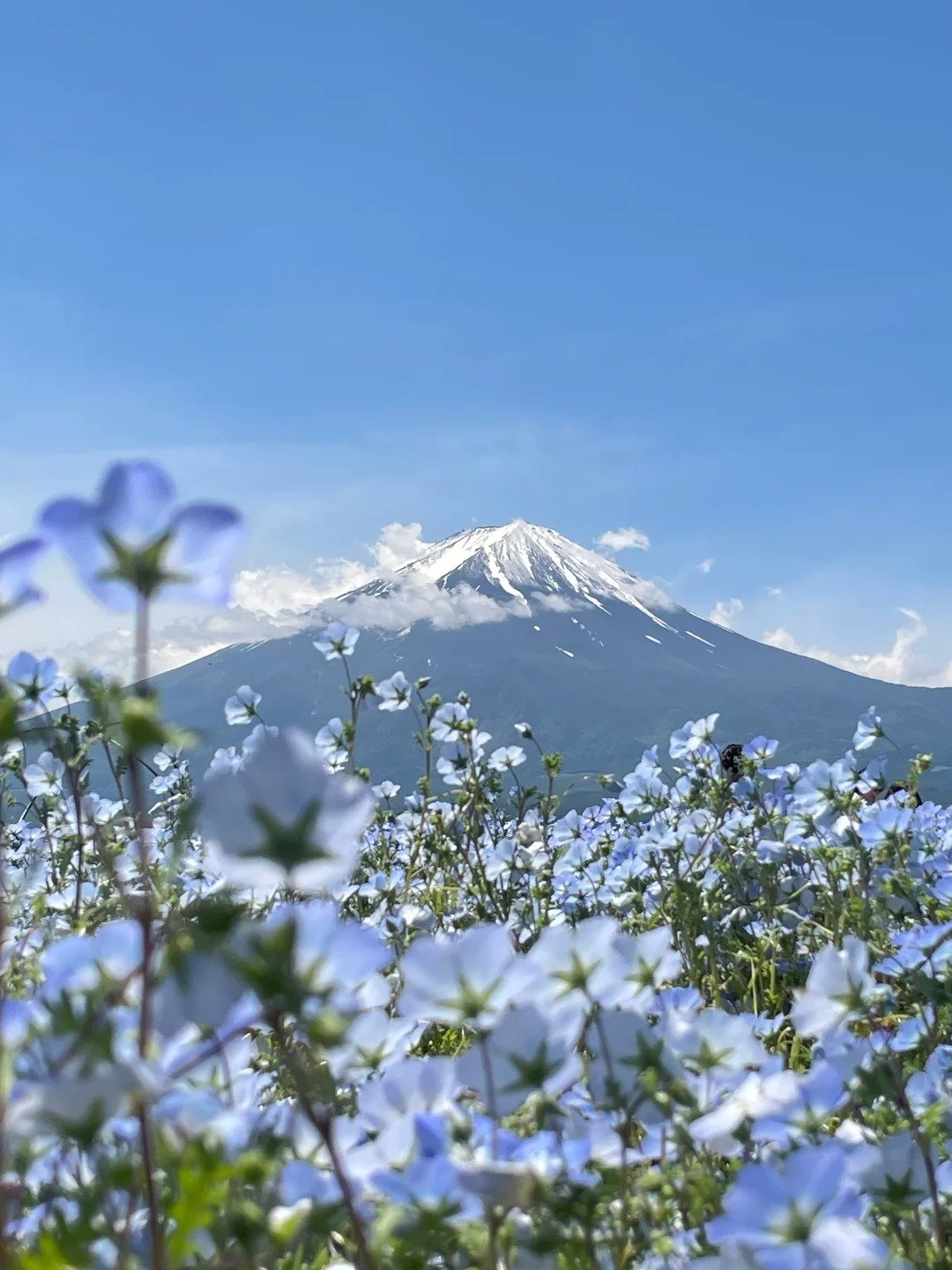 (HND) Osaka - Kobe - Kyoto - Nagoya - Phú Sĩ - Tokyo (6N5Đ)  - Ảnh 2