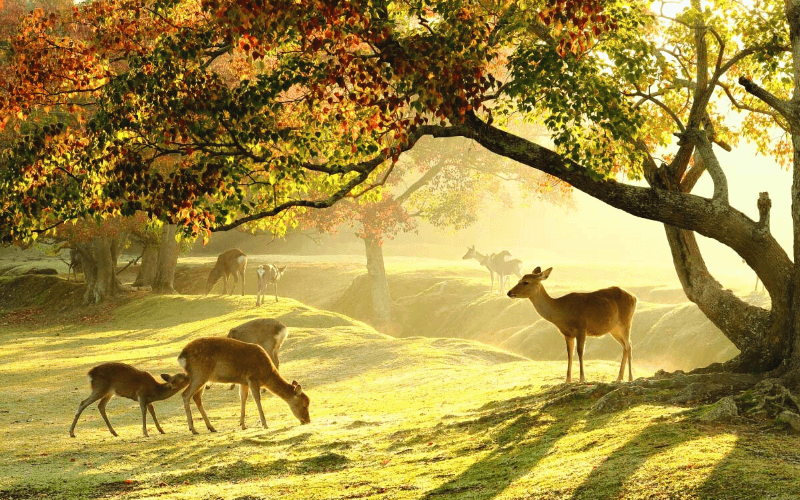 Mùa Hoa Anh Đào 2026 Nagoya - Osaka - Kyoto - Núi Phú Sĩ - Tokyo (6N5Đ)