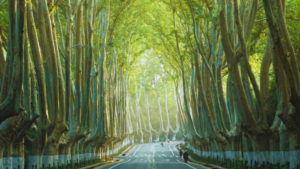 Thượng Hải - Nam Kinh - Tô Châu (No Shop) - Ảnh 4